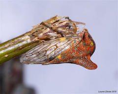 Umbonia