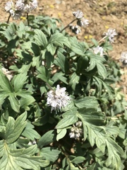Hydrophyllum occidentale