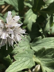 Hydrophyllum occidentale