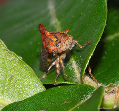 Umbonia