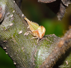Umbonia