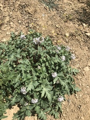 Hydrophyllum occidentale