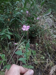 Clarkia rhomboidea