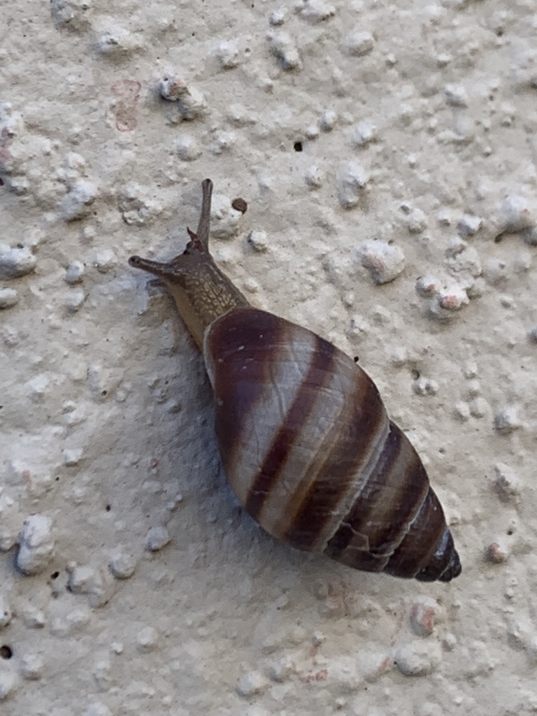 West Indian Bulimulus