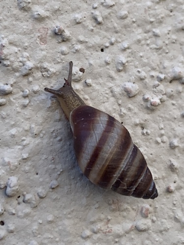 West Indian Bulimulus