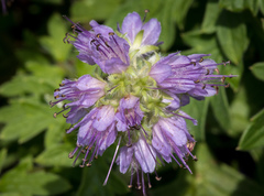 Hydrophyllum capitatum