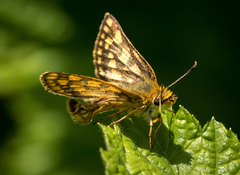 Carterocephalus