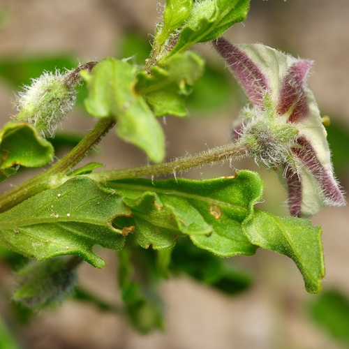 Image of Chamaesaracha edwardsiana by (c) Michelle W. （鍾偉瑋）, some rights reserved (CC BY)