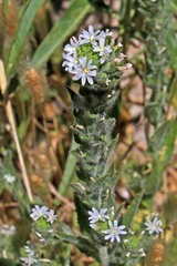 Epilobium densiflorum