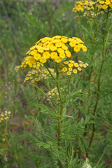 Tanacetum vulgare