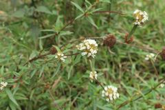 Spermacoce suaveolens