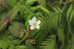 Chaetogastra ciliaris