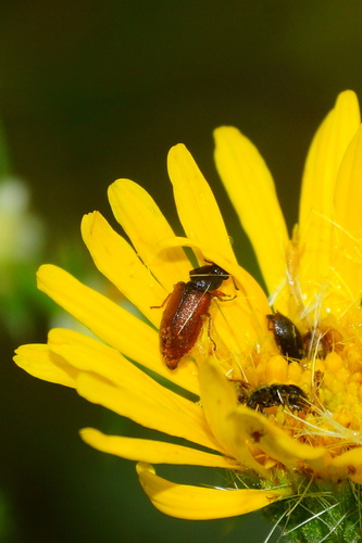 Cradytes serricollis