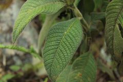 Palicourea erythrocephala