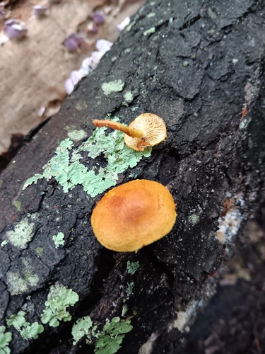 Pholiota granulosa