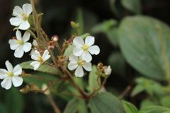 Chaetogastra ciliaris