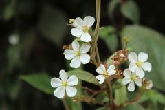 Chaetogastra ciliaris