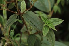 Chaetogastra ciliaris