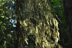 Usnea subgracilis