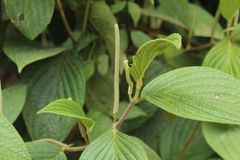 Piperales