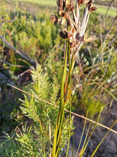 Image of Long Rushiris (Bobartia indica) by (c) Adele SL, some rights reserved (CC BY)