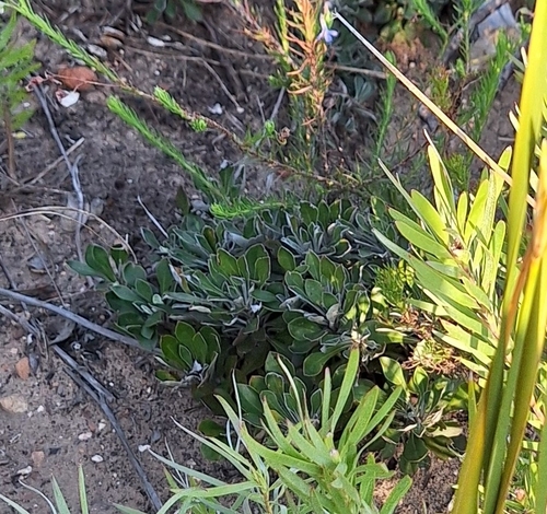 Osteospermum tomentosum, photograph 3