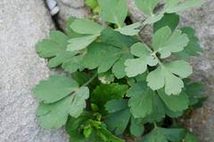 Peucedanum japonicum