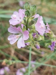 Sidalcea oregana
