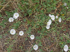 Convolvulus arvensis