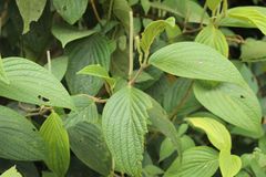 Piperales
