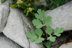 Peucedanum japonicum