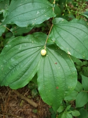 Prosartes hookeri