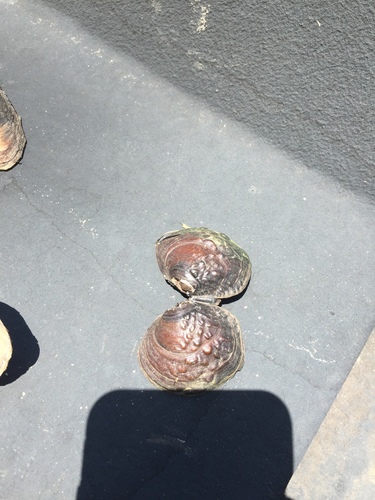 Pustulosa pustulosa