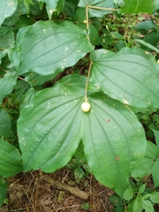 Prosartes hookeri