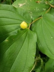 Prosartes hookeri
