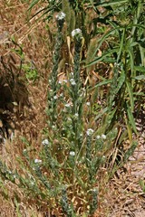 Epilobium densiflorum