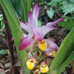 Curcuma aromatica