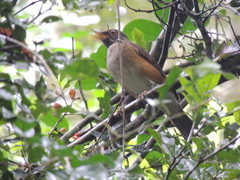Turdus albicollis