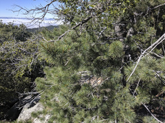 Pinus lambertiana
