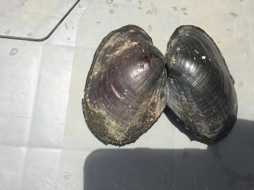 Potamilus purpuratus