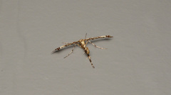 Amblyptilia pica