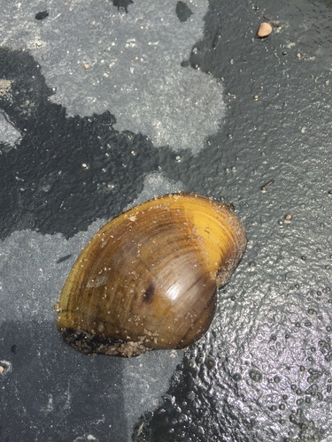 Lampsilis ornata