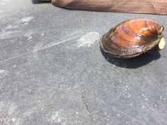Reginaia ebenus