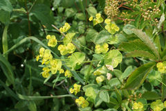 Euphorbia virgata