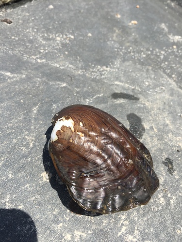 Amblema plicata