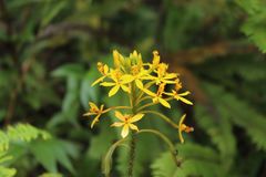 Epidendrum aura-usecheae