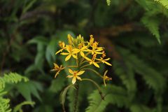 Epidendrum aura-usecheae