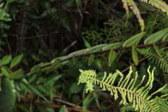 Epidendrum aura-usecheae