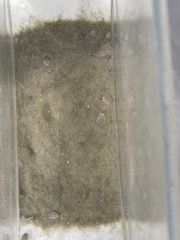 Emerita benedicti