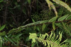 Epidendrum aura-usecheae